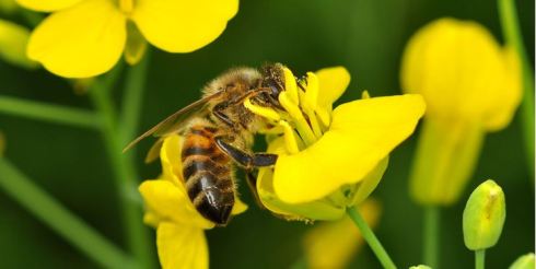 FT: Syngenta and Bayer funded a $3m field study – but dismissed its conclusions Bee-oilseed-rape